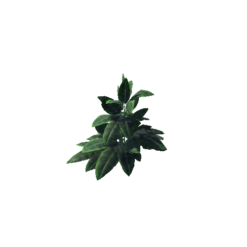 plant_Ficus_01_PF 1